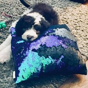 Meet your Posher, Anne